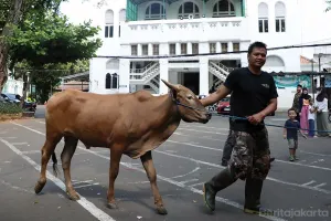 Berbagai langkah strategis dilakukan oleh Pemprov DKI Jakarta, termasuk penggunaan wadah daging untuk pendistribusian yang ramah lingkungan. (Sumber: beritajakarta.id | Foto: beritajakarta.id)