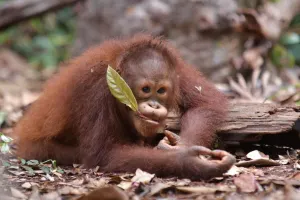 BNI Suarakan Pentingnya Pelestarian Satwa Langka di Hari Spesies Terancam Punah