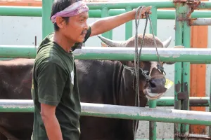 Dinas Ketahanan Pangan, Kelautan dan Pertanian (KPKP) Provinsi DKI Jakarta terus memperkuat kapasitas juru sembelih halal (Juleha) menjelang Hari Raya Iduladha 1447 H/2026 M. (Sumber: Beritajakarta.id | Foto: Beritajakarta.id)