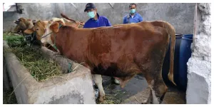 Hewan Kurban di Jakarta Utara Diperiksa (Sumber: beritajakarta.id)