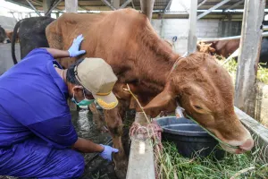 Dinas Ketahanan Pangan, Kelautan dan Pertanian (KPKP) DKI Jakarta terus menggencarkan pemeriksaan kesehatan hewan kurban. (Sumber: beritajakarta.id | Foto: beritajakarta.id)