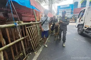 Petugas gabungan yang terdiri dari Satpol PP Jakarta Pusat, Polri, dan TNI lakukan pengawasan dan penertiban terhadap pedagang hewan kurban (Sumber: beritajakarta.id | Foto: beritajakarta.id)
