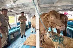 Pemerintah Kabupaten (Pemkab) Kepulauan Seribu mendistribusikan sebanyak 49 hewan kurban ke 11 pulau permukiman menjelang Hari Raya Iduladha 1447 Hijriah. (Sumber: beritajakarta.id | Foto: beritajakarta.id)