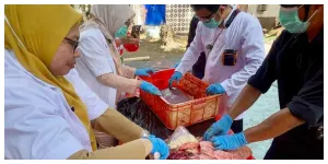 19 Kilogram Organ Hewan Kurban di Kepulauan Seribu Tak Layak Konsumsi (Sumber: beritajakarta.id)