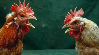 Kasus Sabung Ayam di Way Kanan: Anggota Brimob Polda Sumsel Terlibat Perkara Perjudian dan Penembakan Polisi