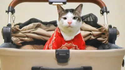 Sebagaimana kucing pada umumnya, Prabowo mengingat sosok Bobby karena kebiasaannya yang senang menandai wilayah dengan air urin.