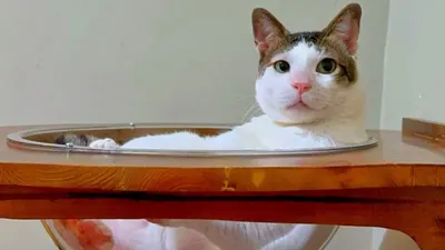 Bobby, kucing Prabowo yang lucu dan nyentrik, jadi sorotan karena tingkahnya, aksi amalnya, dan statusnya sebagai &quot;bos&quot; di rumah.