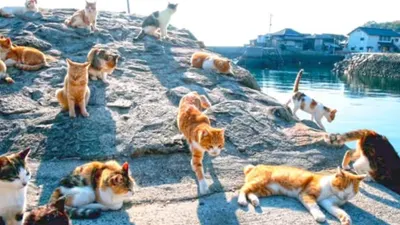 Adopsi Gaya Tashirojima di Jepang, Pemprov Jakarta Siapkan Pulau Tidung Kecil sebagai Lokasi Pulau Kucing Pertama