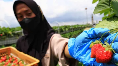 Memasuki awal tahun 2025, langkah nyata BRI dalam mendukung UMKM semakin terlihat dengan capaian penyaluran KUR yang cukup signifikan.