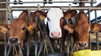 Mau Kurban di Tahun 2025? CEK Daftar Harga Hewan Kurban dari Baznas: Kambing dan Domba Mulai Rp3 Juta