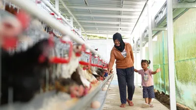 Warga Kampung Madani Kopeng merawat ayam petelur hibah PNM sebagai bagian dari program ketahanan pangan desa.