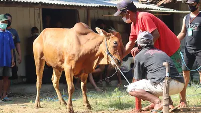 Catat! Ini 10 Syarat Tempat Penjualan Hewan Kurban di Jakarta Jelang Idul Adha