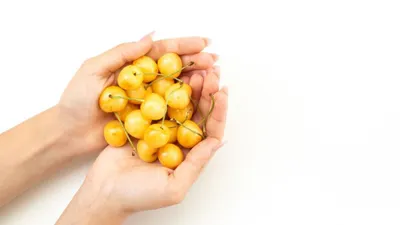 Mengenal Ciplukan: Buah Kecil dengan Segudang Manfaat untuk Kesehatan, Ternyata Ampuh Mencegah Penuaan Dini Lho..