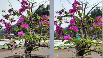Duel Sengit! Kamera Infinix GT 30 Pro vs Tecno Camon 40 Pro 5G, Siapa Raja Fotografi HP?