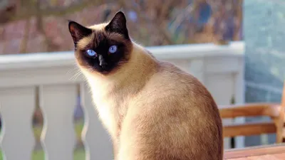 Terungkap! Ternyata Ini Alasan Dibalik Fenomena Hilangnya Kucing Secara Tiba-Tiba Setiap Kali Perayaan Hari Idul Adha
