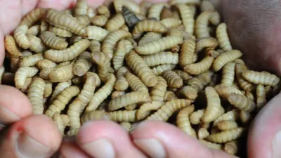 Maggot Jadi Sumber Ekonomi Baru Bagi Warga Jakarta, DLH Beri Fasilitas Marketplace Jual Beli