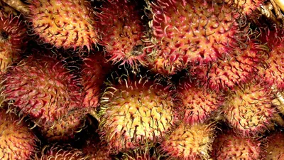Punya Banyak Khasiat Bagi Kesehatan, Ini Deretan Fakta Tentang Buah Rambutan yang Paling Ditakuti Raffi Ahmad!