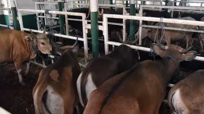 Daftar Harga Sapi Kurban 2025 di Jakarta, Mulai Rp13 Jutaan Jelang Idul Adha 1446 H