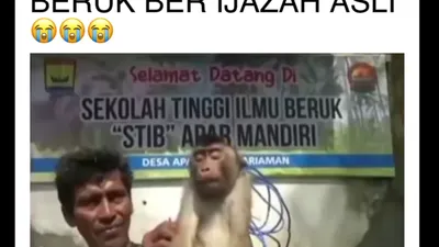 Di tengah polemik kasus dugaan ijazah palsu Joko Widodo, warganet justru dibuat gaduh dengan munculnya Sekolah Tinggi Ilmu Beruk atau STIB.