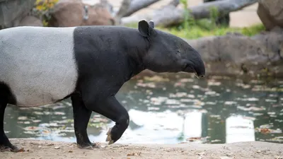 Ternyata meskipun halal, konsumsi tapir tetap tidak diperbolehkan alias dilarang demi menjaga kelestariannya di alam.