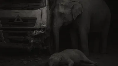 Video viral di media sosial menampilkan pemandangan mengharukan, induk gajah tetap berdiri di samping jenazah anaknya yang tertabrak truk.