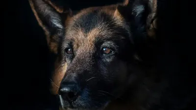 Ternyata hukum memelihara anjing dalam Islam memang memiliki perbedaan pandangan di antara para ulama. Harus teliti sebelum memelihara.