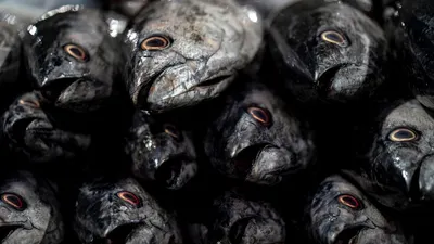 4 Jenis Ikan yang Bergizi Tinggi Menurut PBB, Salah Satunya Sering Dijual di Pasar dengan Harga Murah