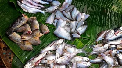 Menurut laporan terbaru dari Perserikatan Bangsa-Bangsa (PBB), ikan terbaik untuk kesehatan juga banyak tersedia di Indonesia.