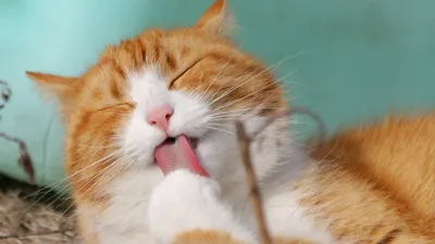 Nah, bagaimana sebenarnya hukum air liur kucing dalam Islam? Apakah itu bisa membatalkan wudu atau membuat tubuh menjadi najis?