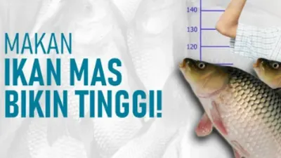 Fakta Keren Manfaat Ikan Mas yang Sering Terabaikan! Bukan Hanya Bisa Bikin Badan Tambah Tinggi, Tapi Ini Juga