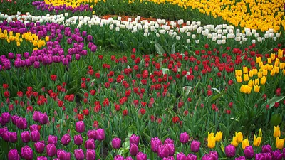 Pameran Flora dan Fauna (Flona) 2025 yang akan digelar mulai tanggal 1 Agustus sampai 8 September 2025 di Taman Lapangan Banteng, Jakarta Pusat.