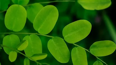 Siapa sangka, daun kelor yang merupakan tanaman tropis ini memiliki segudang manfaat.