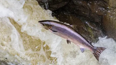Ikan salmon salah satu hewan yang memiliki khasiat obat 