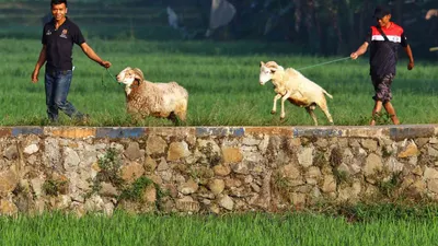Warga membawa kambing menuju masjid untuk berkurban Hari Raya Iduladha.
