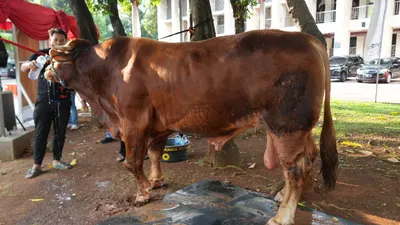 Idul Adha 1445 H: Sapi Kurban Presiden dan Wapres RI Siap Dipotong, Mana yang Lebih Berat?