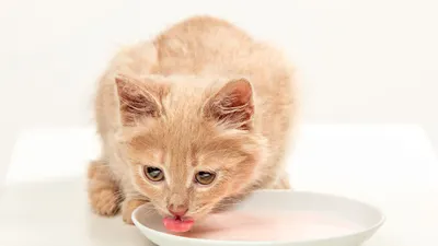 4 Fakta Menarik Kepribadian Pecinta Kucing yang Membuat Terlihat Lebih Istimewa, Kamu Termasuk?
