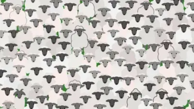 Tes IQ Ilusi Optik: Kamu Punya Kecerdasan yang Tinggi dan Mata yang Tajam? Buktikan dengan Temukan Kambing di Antara Domba dalam Waktu 8 Detik