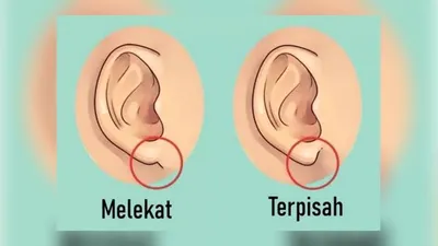 Ada banyak cara yang bisa dilakukan untuk mengetahui kepribadian seseorang, salah satunya melalui bentuk telinga yang mereka miliki.