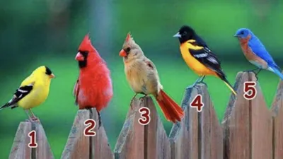 Tes Kepribadian: Yuk Ungkap Karakter Aslimu dengan Pilih Salah Satu di Antara 5 Burung yang Paling Menarik Perhatian Kamu!