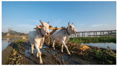 Sapi