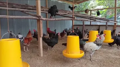 Beternak hewan tentunya dapat menjadi salah satu pilihan bisnis untuk mendapatkan penghasilan.