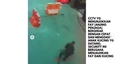 Ramai Kasus Satpam Pukul Anjing, Deretan Fakta Menarik Anjing Belgian Malinois