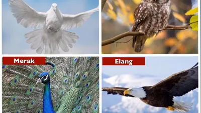 Tes Kepribadian: Pilih 1 Burung dan Ungkap Karakter hingga Sifat Positif dan Negatifmu!