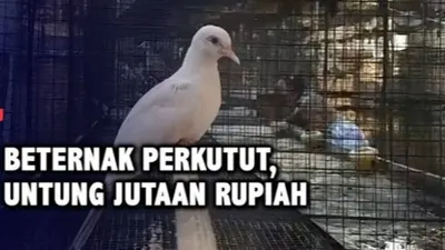 Mengembangkan usaha beternak burung perkutut sedang ramai diminati oleh kalangan pecinta burung berkicau.