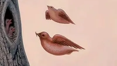Tes Kepribadian: Lihat Burung atau Hidung dan Mulut? Gambar yang Kamu Pilih Menguak Kelebihan dan Kekuranganmu di Mata Orang Lain