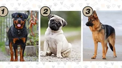 Tes Psikologi: Pilih Salah Satu Anjing yang Kamu Suka dan Ungkap Bagaimana Gaya Komunikasimu