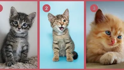 Tes Psikologi: Kamu Pecinta Hewan? Coba Pilih Satu Kucing dan Ungkap Apakah Kamu Sosok yang Dapat Diandalkan?