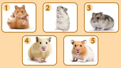 Tes Psikologi: Apa yang Orang Lain Pikirkan Tentangmu dari Gambar Hamster yang Kamu Pilih