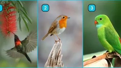 Tes Psikologi: Manakah Burung yang Kamu Suka? Pilihanmu Bisa Mengungkap Kualitis Dirimu yang Tersembunyi