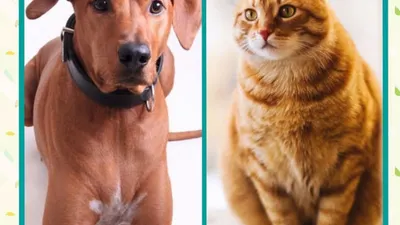 Tes Kepribadian: Lebih Senang Pelihara Anjing atau Kucing? Jawabanmu Akan Ungkap Kamu Introvert atau Ekstrovert